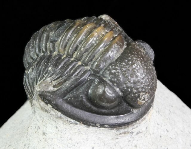 Bargain, Gerastos Trilobite Fossil - Morocco #69112